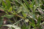 Virginia buttonweed